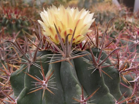Ferocactus santa-maria Britton et Rose 1922, The Cact., III: 131, 1922